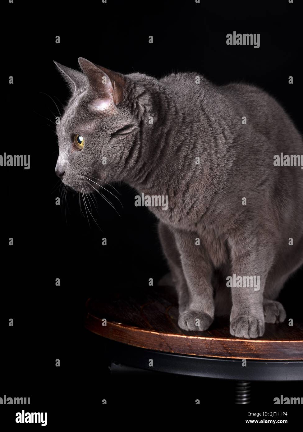 Elegante gatto blu russo seduto graziosamente su uno sgabello da bar su sfondo nero: Foto in studio con illuminazione soffusa e composizione minimalista. Foto Stock