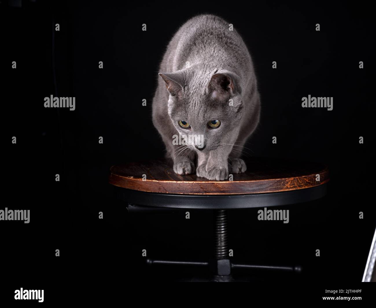 Elegante gatto blu russo seduto graziosamente su uno sgabello da bar su sfondo nero: Foto in studio con illuminazione soffusa e composizione minimalista. Foto Stock