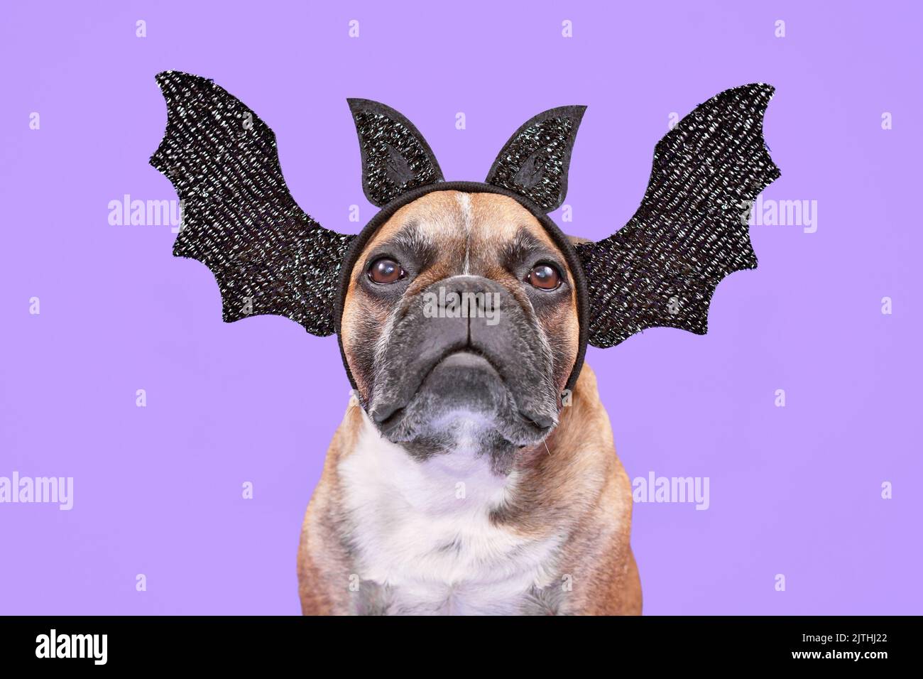 Cane Bulldog francese che indossa la fascia di Halloween con ali e orecchie su sfondo viola Foto Stock