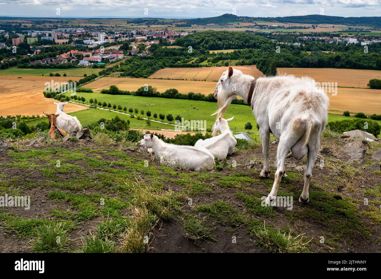 Capre e vista dalla cima della collina Zebín alla città di Jicin e campi agricoli. Paradiso ceco, Zebin collina vicino a Jicin. Foto Stock