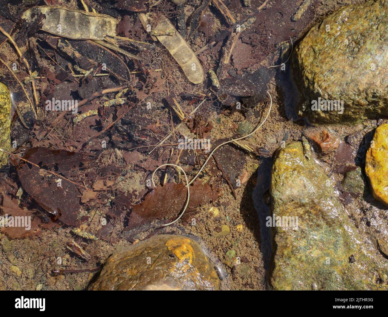 Sottile verme bianco parassita gordiano (horshair) in stagno di acqua dolce nella Serbia occidentale Foto Stock