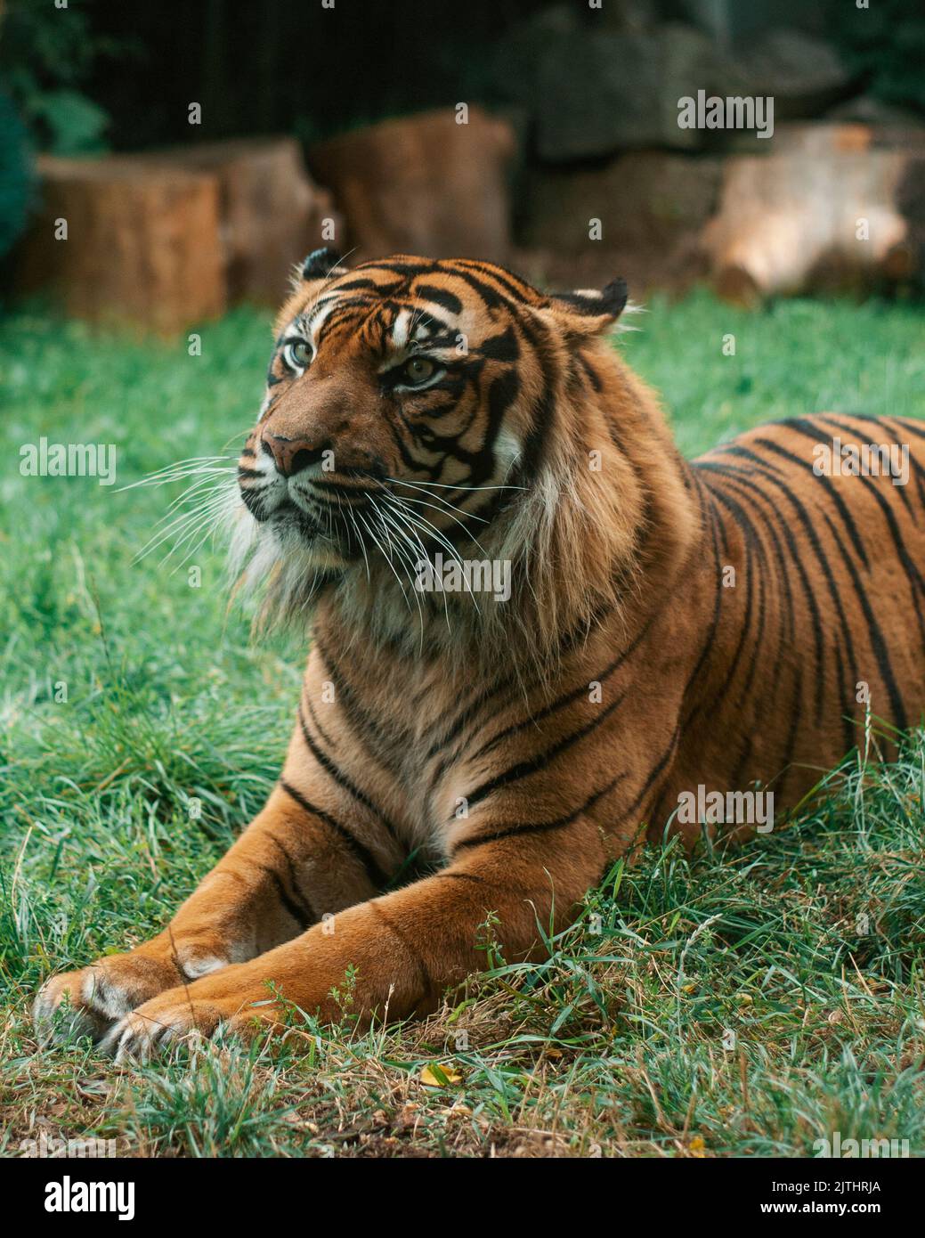 Tigre che posa sull'erba Foto Stock