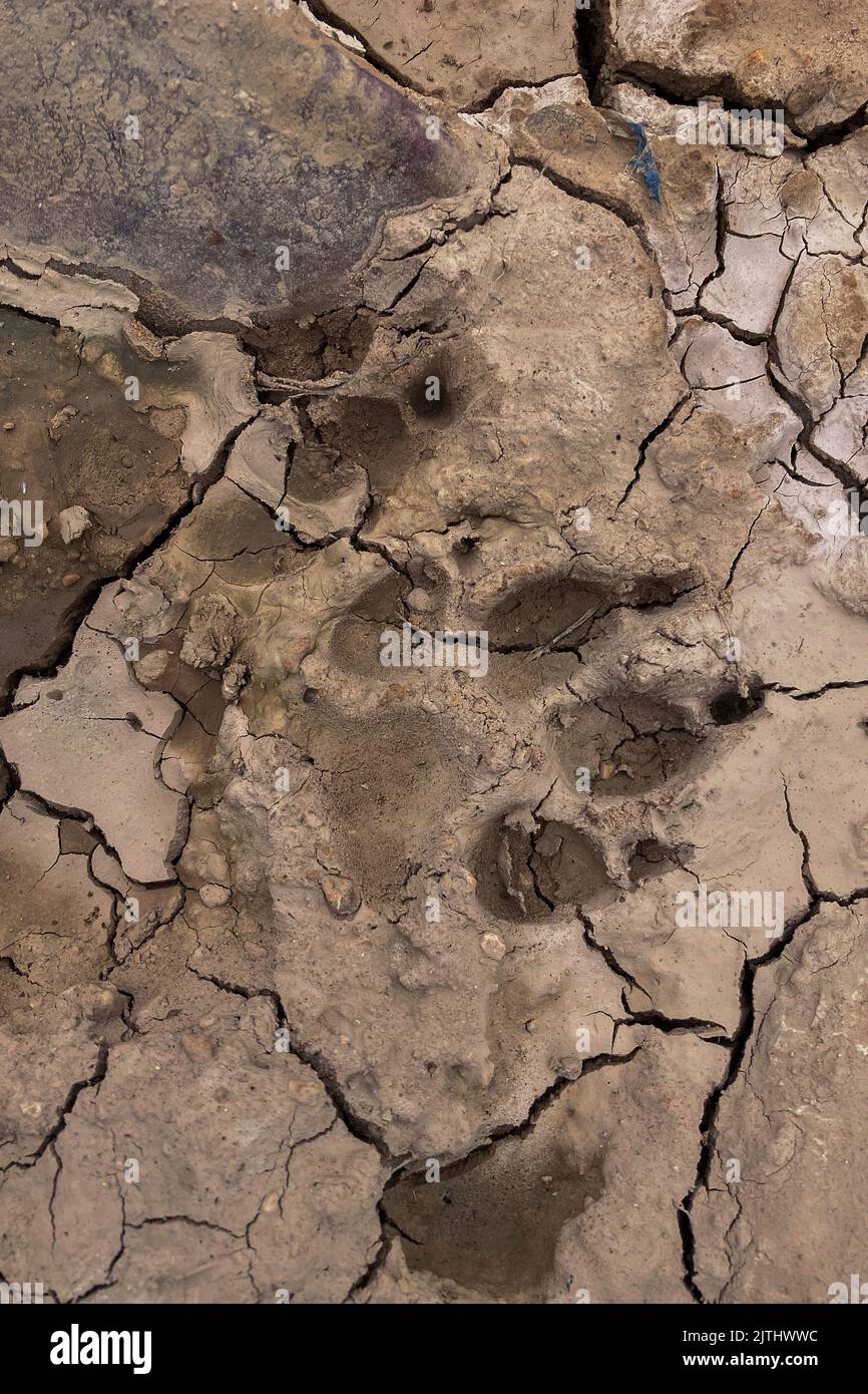 Impronte digitali del cane su terreno asciutto Foto Stock