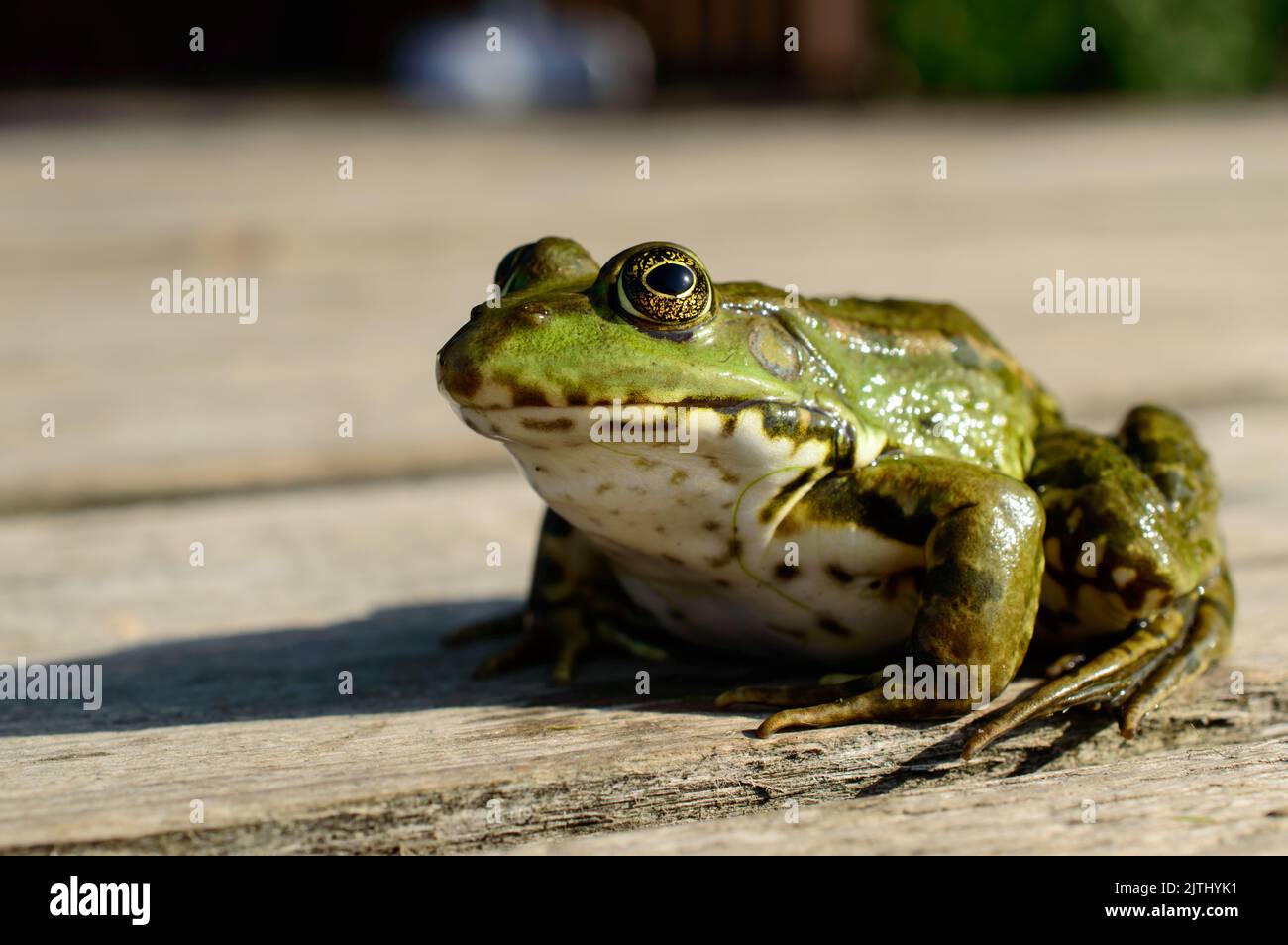 Una piccola rana verde è seduta su un ormeggio di legno. Foto Stock