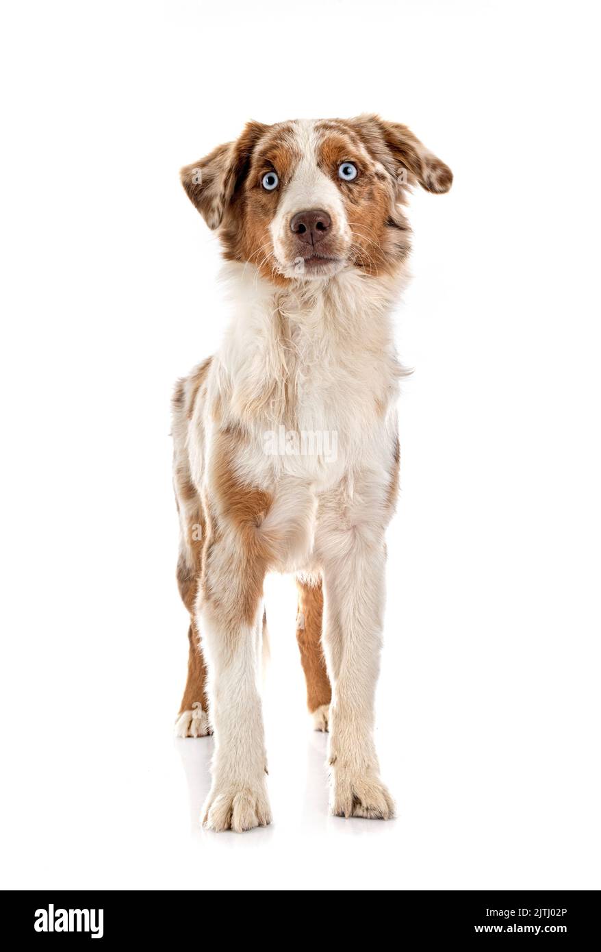 Miniatura American Shepherd davanti a sfondo bianco Foto Stock