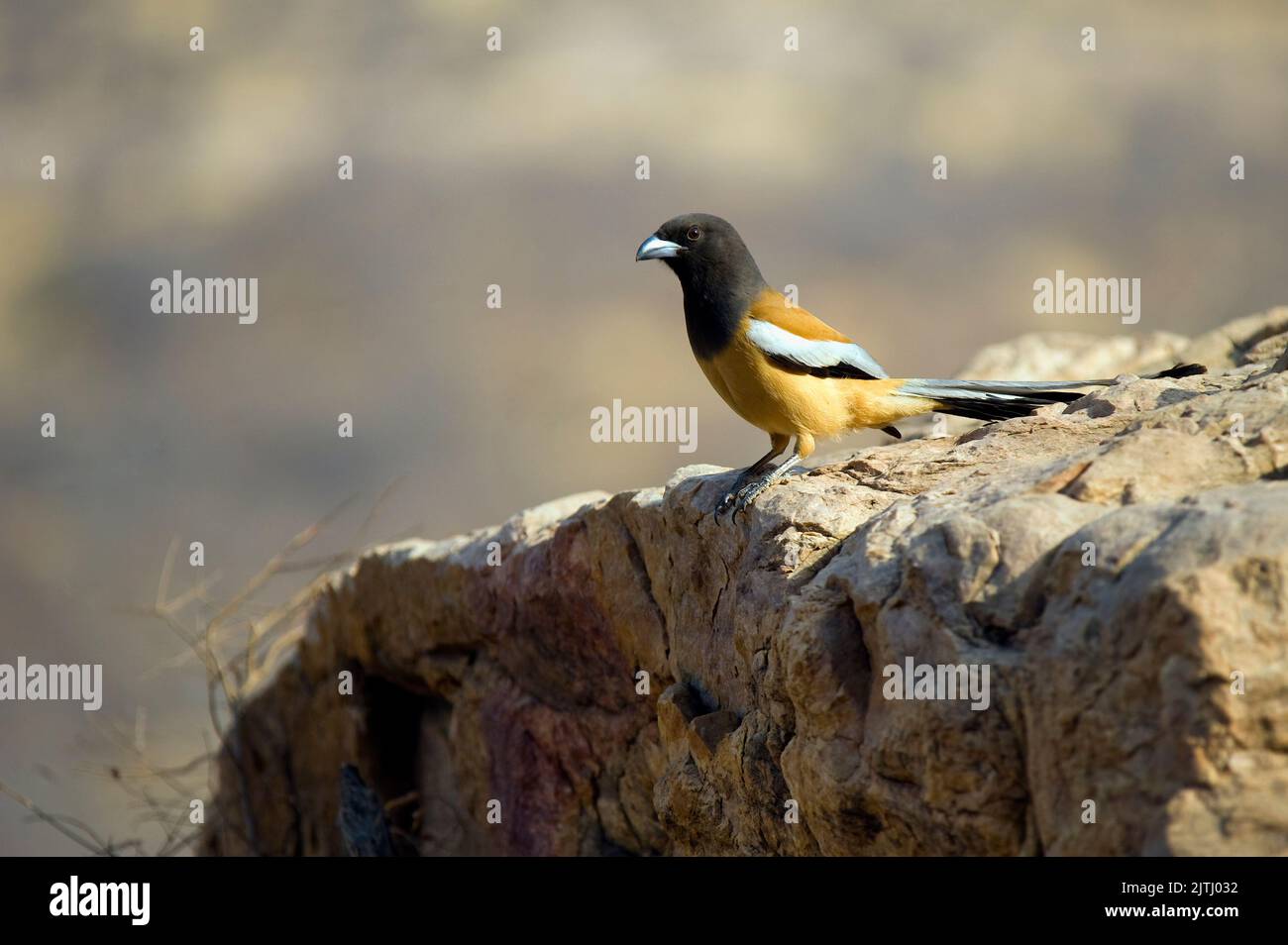 Rufous Treepie (Dendrocitta vagunda), Parco Nazionale di Ranthambore, Rajasthan, India Foto Stock