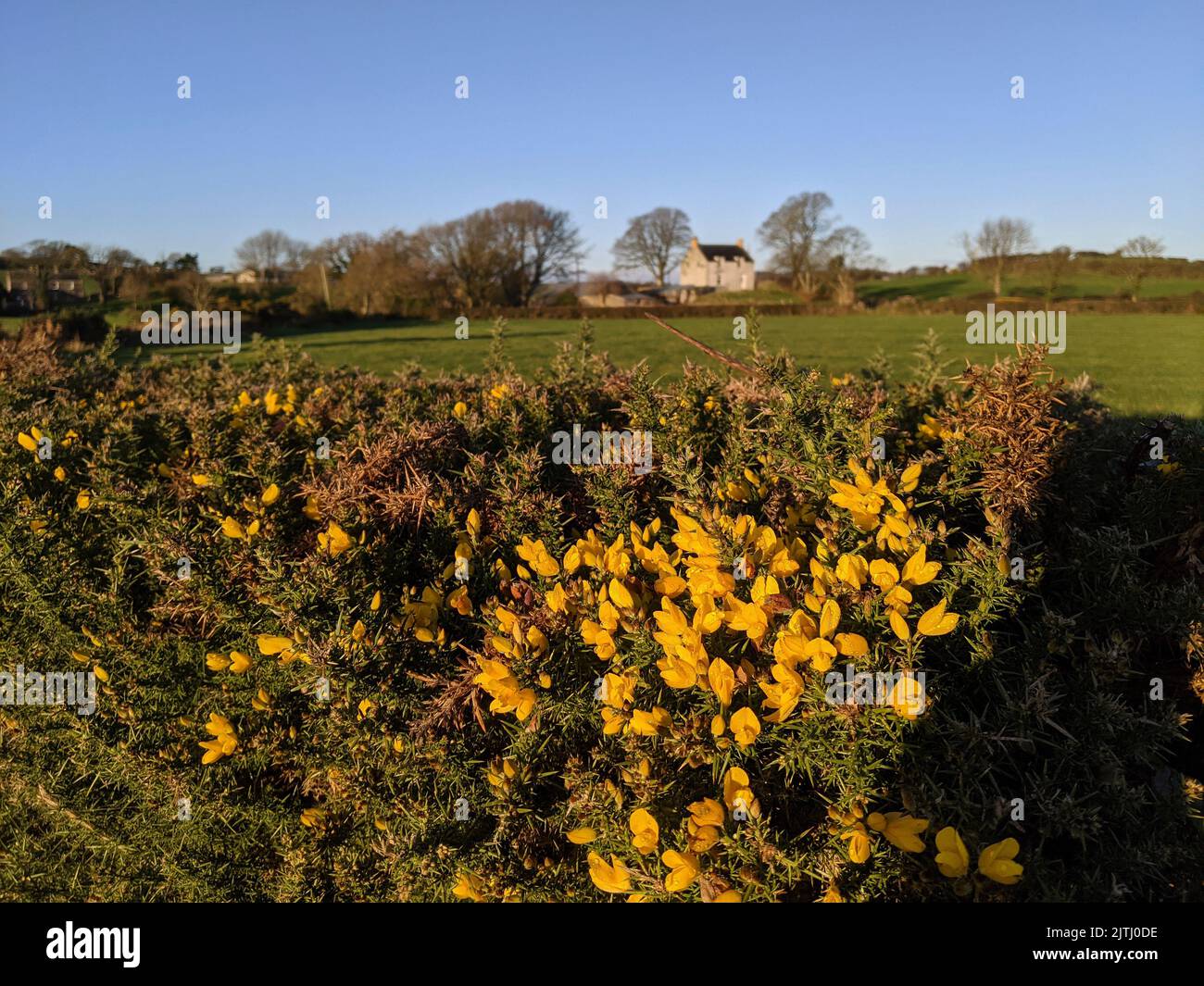 Fiori gialli su cespugli di gola nella siepe di un campo. Foto Stock