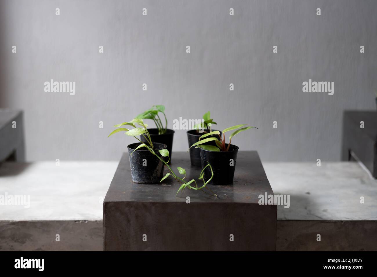 Piccoli vasi di piante verdi su tavolo di calcestruzzo minimo con sfondo grigio parete Foto Stock