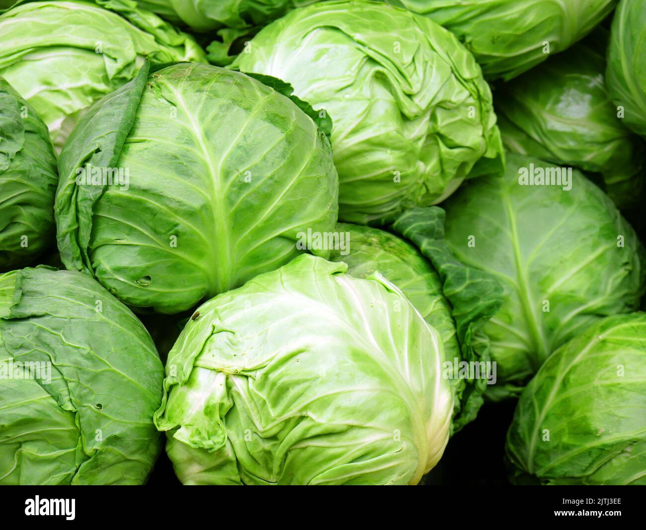 Teste di cavolo. Ortaggi giovani al mercato primaverile. Cibo biologico dalla Polonia. Foto Stock