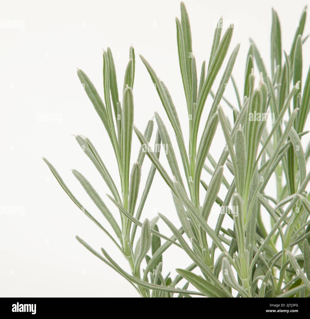 Lavandula officinalis pianta su sfondo bianco isolato, fuoco selettivo shot. Foto Stock