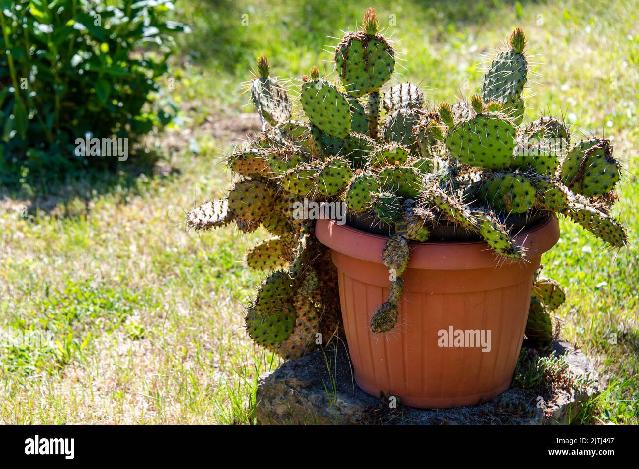 Succulents che cresce in pentola. Giardino del deserto con succulenti. Closeup di cactus che crescono all'aperto. Piante indigene sudafricane, giardinaggio moderno, cactus Foto Stock