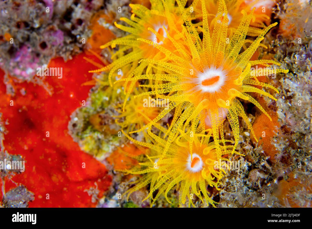 Anemone marino incrostante, Coral Reef, Lembeh, Sulawesi Settentrionale, Indonesia, Asia Foto Stock