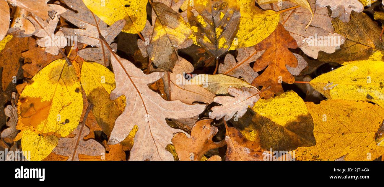 Foglie autunnali, Foresta mista, Parco Nazionale della Sierra de Guadarrama, Monti Guadarrama, Segovia, Castilla y León, Spagna, Europa Foto Stock