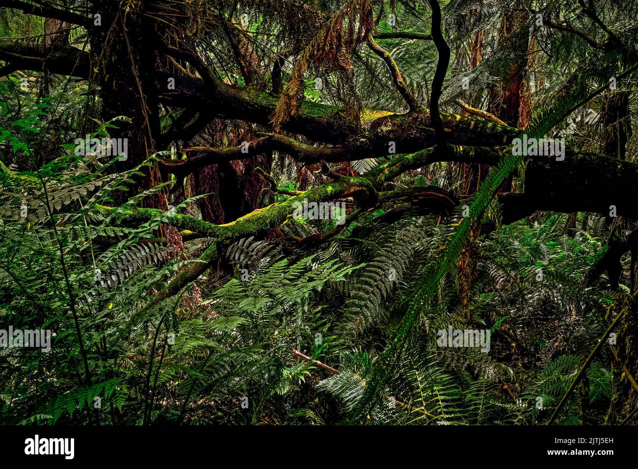 Antica foresta di felci albero. Dandenong Ranges National Park, Victoria, Australia. Foto Stock