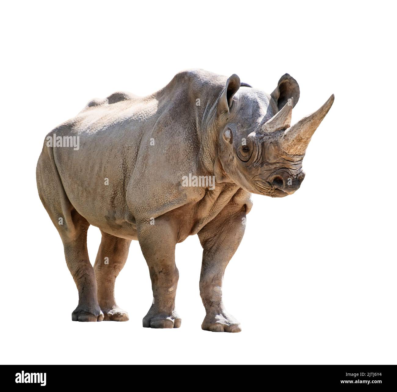 Rinoceronte nero isolato su sfondo bianco Foto Stock