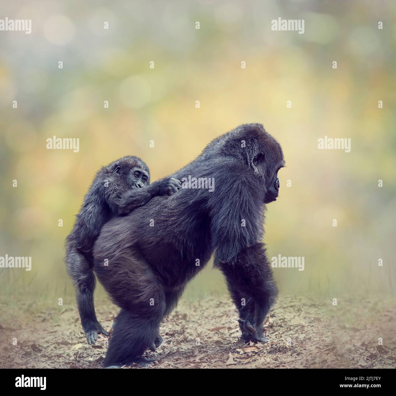 Gorilla femmina con il suo bambino a piedi Foto Stock