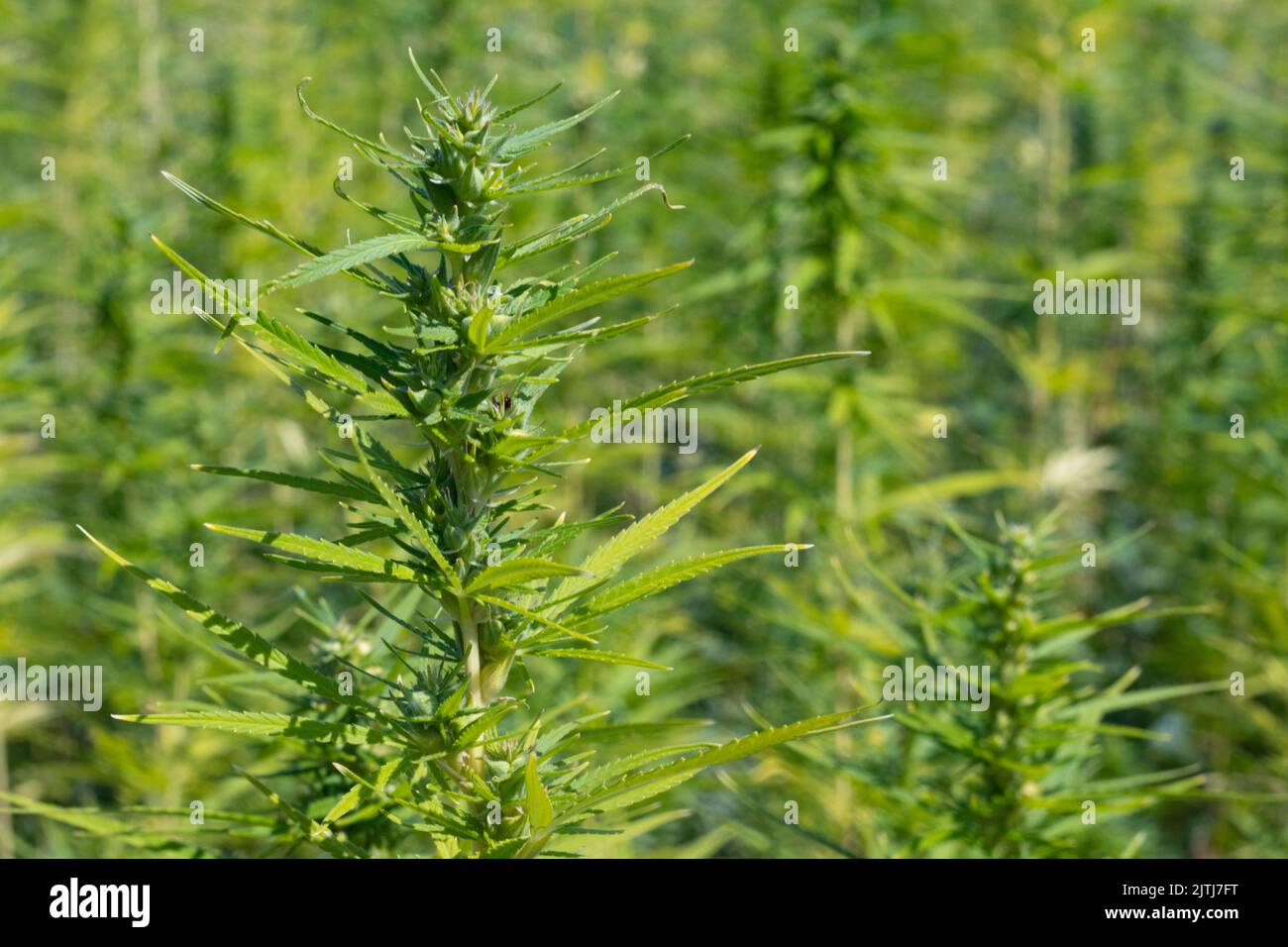 Marijuana industriale o piantagione di cannabis, Parma, Italia. Foto di alta qualità Foto Stock