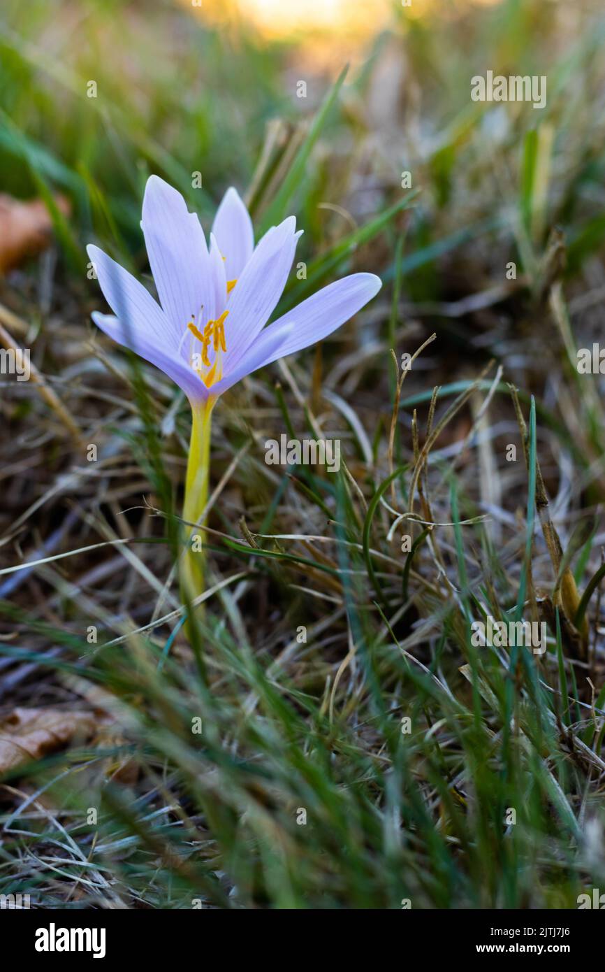 Colchicum alpinum, il croco autunnale alpino, Appennini, Italia. Foto di alta qualità Foto Stock