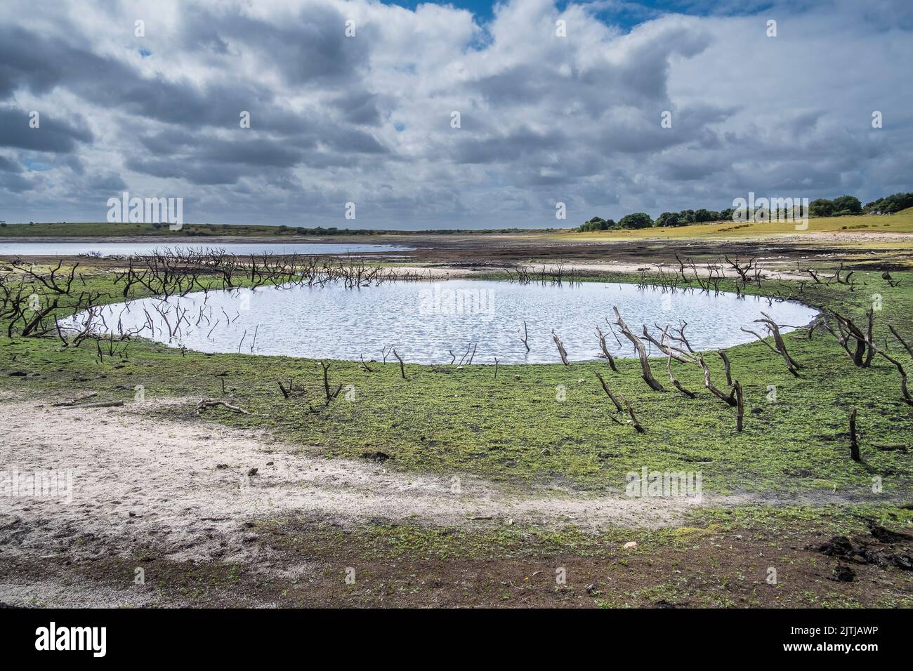I resti di alberi morti scheletrici dentro e intorno a un piccolo stagno artificiale ora esposto a gravi condizioni di siccità presso il lago Colliford Reservoir a Bodmin Foto Stock