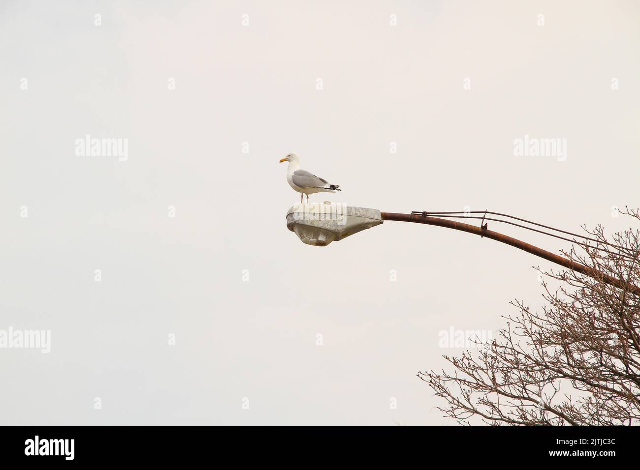 Un gabbiano sulla lampada con cielo grigio Foto Stock