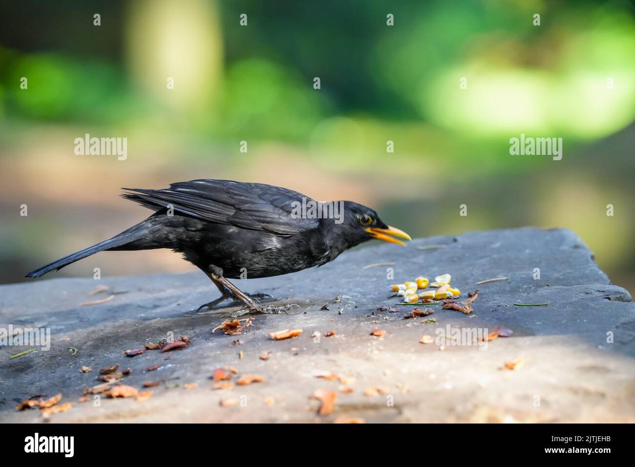 Un primo piano di un uccello nero comune che mangia noci. Foto Stock