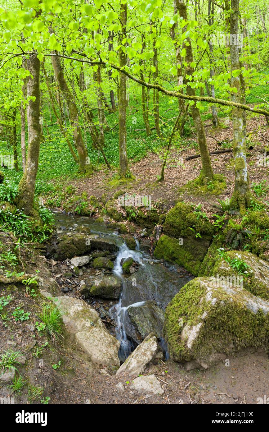 Il torrente di Long Wood che entra in un buco di rondine, parte del Cheddar Complex nel Mendip Hills North Devon Coast National Landscape, Somerset, Inghilterra. Foto Stock