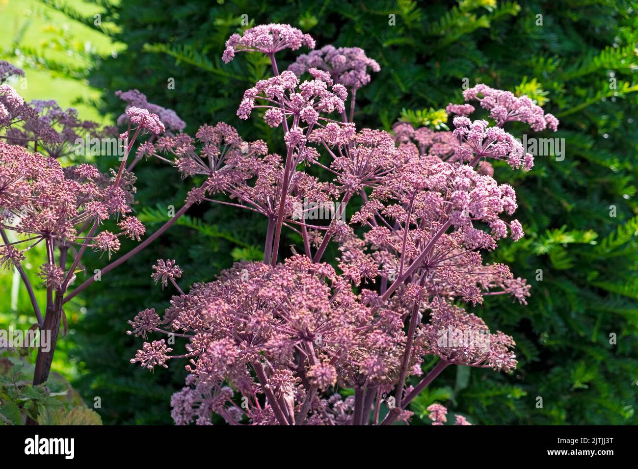 Sambucus con fiori rosa porpora umbellifer fiorire a Aberglasney Gardens in estate 2022 agosto Llangathen Carmarthenshire Wales UK KATHY DEWITT Foto Stock