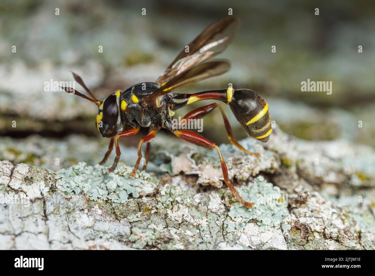 Hover Fly (Polybiomyia bellardii) Foto Stock