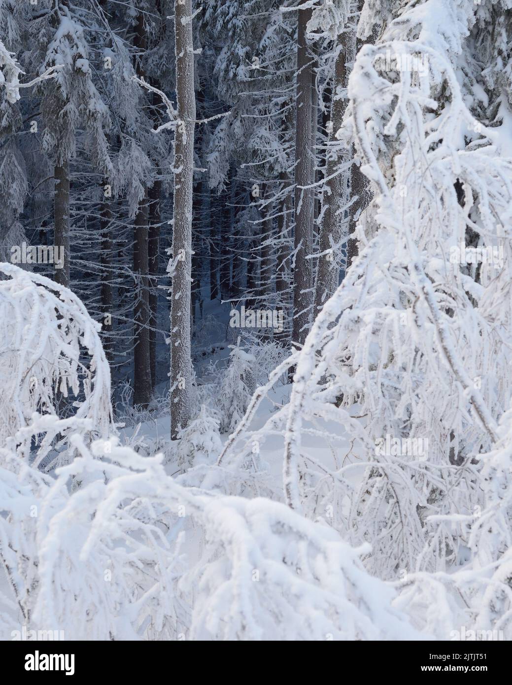 Paesaggio con una favolosa foresta invernale nella neve e gli alberi coperti di brina Foto Stock