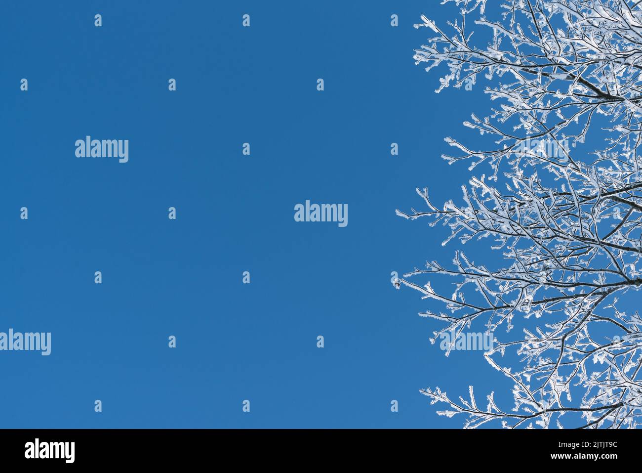 Sfondo invernale blu con rami in hoarfrost e spazio copia Foto Stock