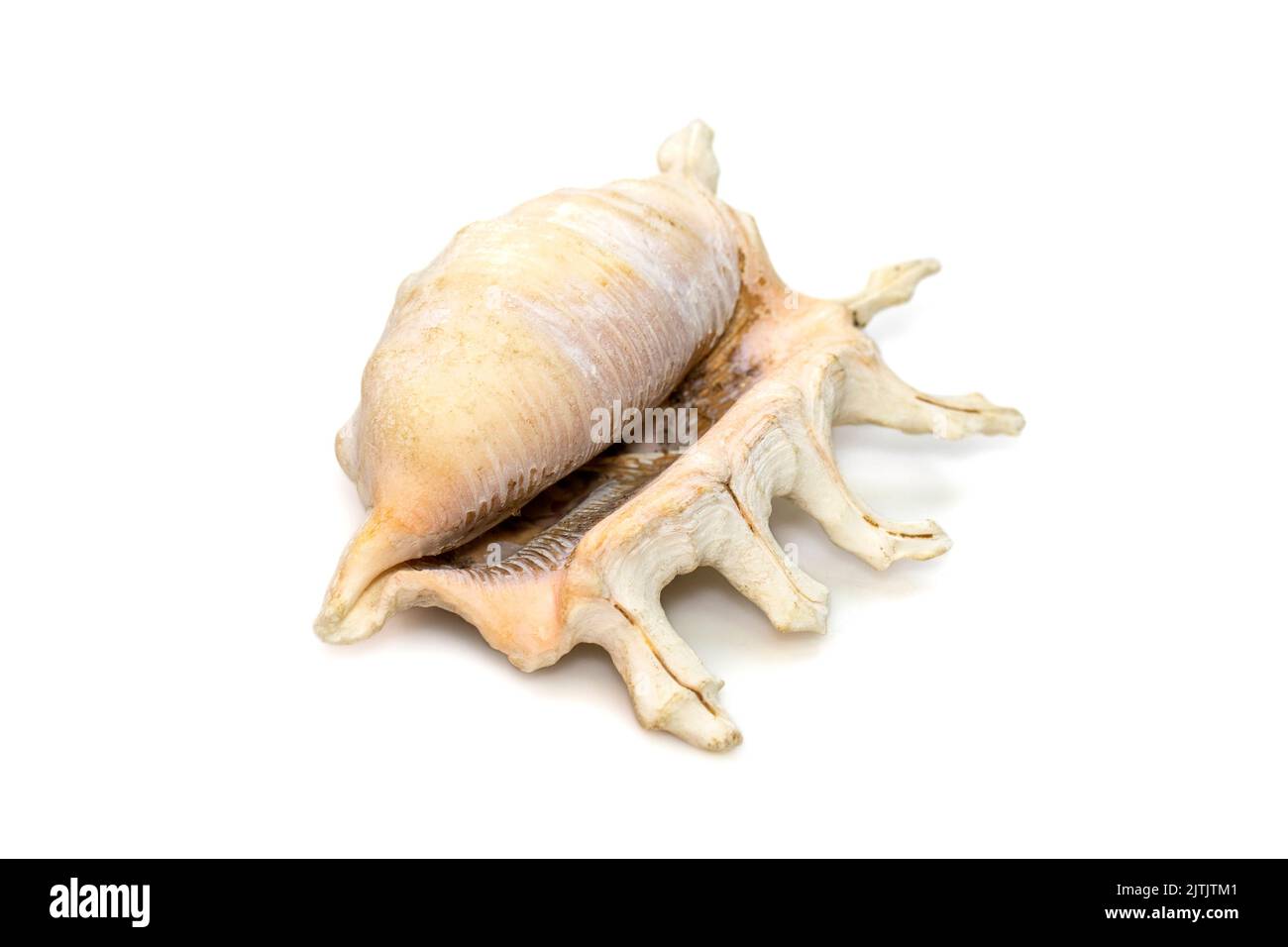 Il gallo di mare di lambis scorpius, nome comune il gallo di scorpione o gallo di scorpione, è una specie di lumaca di mare grande, un gasteropod marino mollu Foto Stock