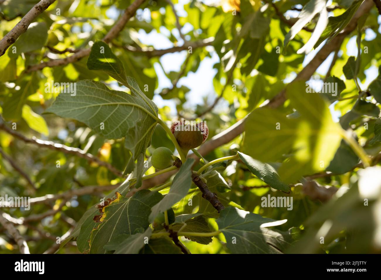 Frutto maturo su un ramo di un fico Foto Stock