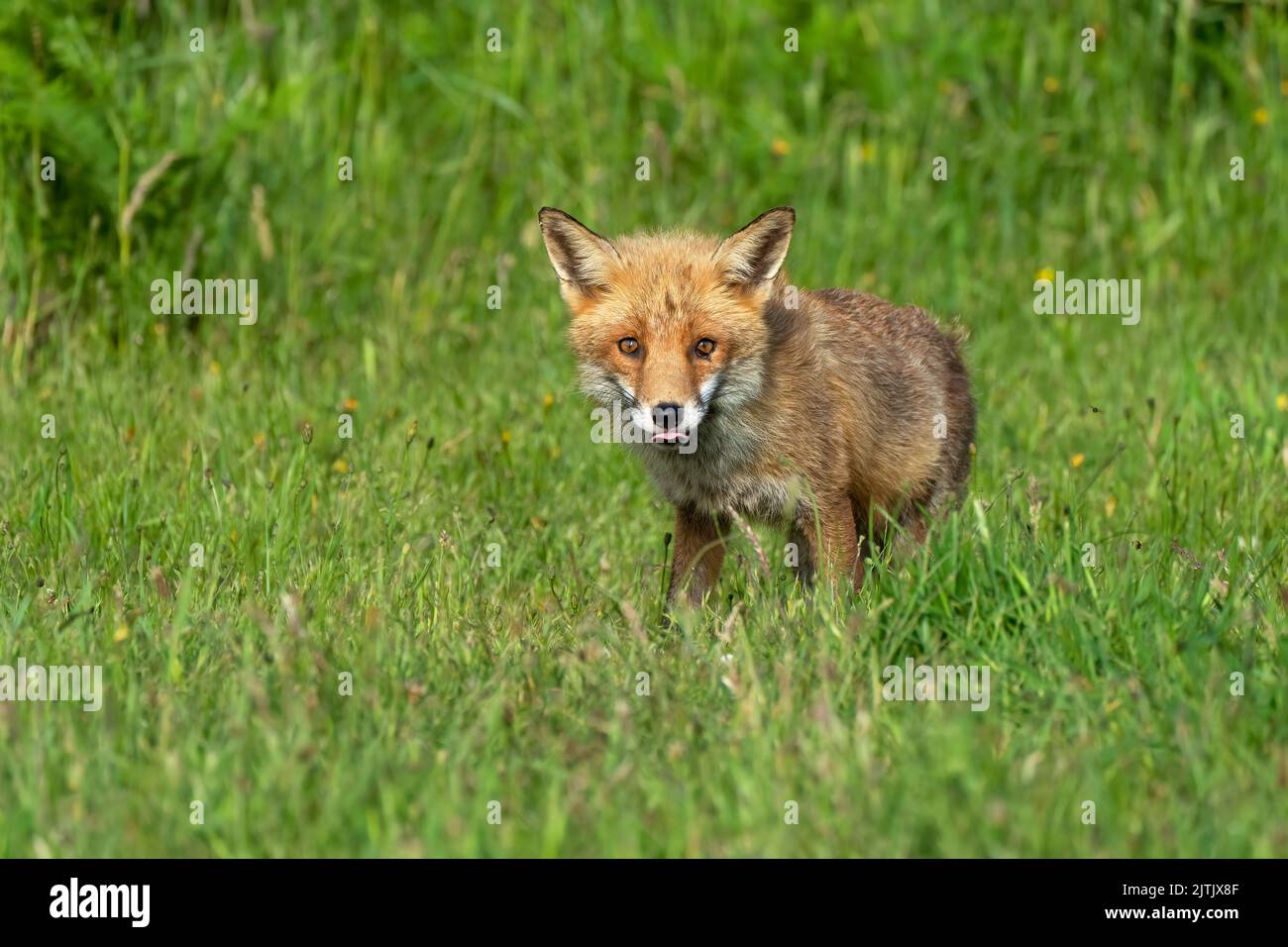 Volpe cucciolo-Vulpes vulpes. Foto Stock