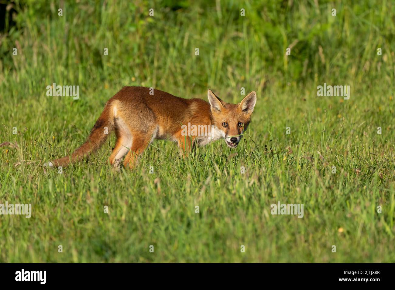 Volpe cucciolo-Vulpes vulpes. Foto Stock