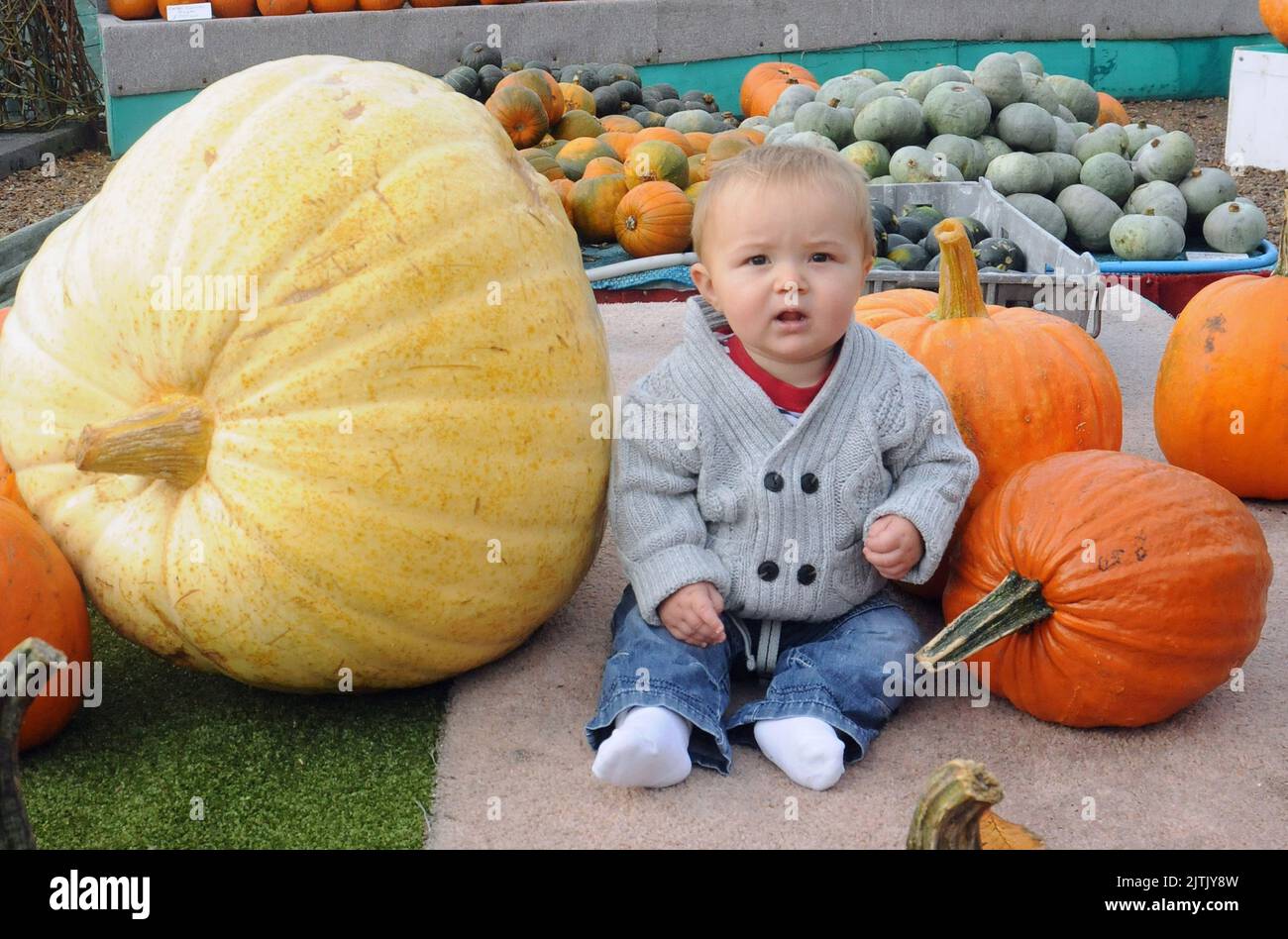 P.P. PRENDI UNA ZUCCA. HARRY WILMOTT DI 9 MESI AL NEGOZIO DI ZUCCA DI SLINDON, SUSSEX OCCIDENTALE SI PREPARA PER IL SUO PRIMO HALLOWEEN. PIC MIKE WALKER, MIKE WALKER IMMAGINI, 2012 Foto Stock