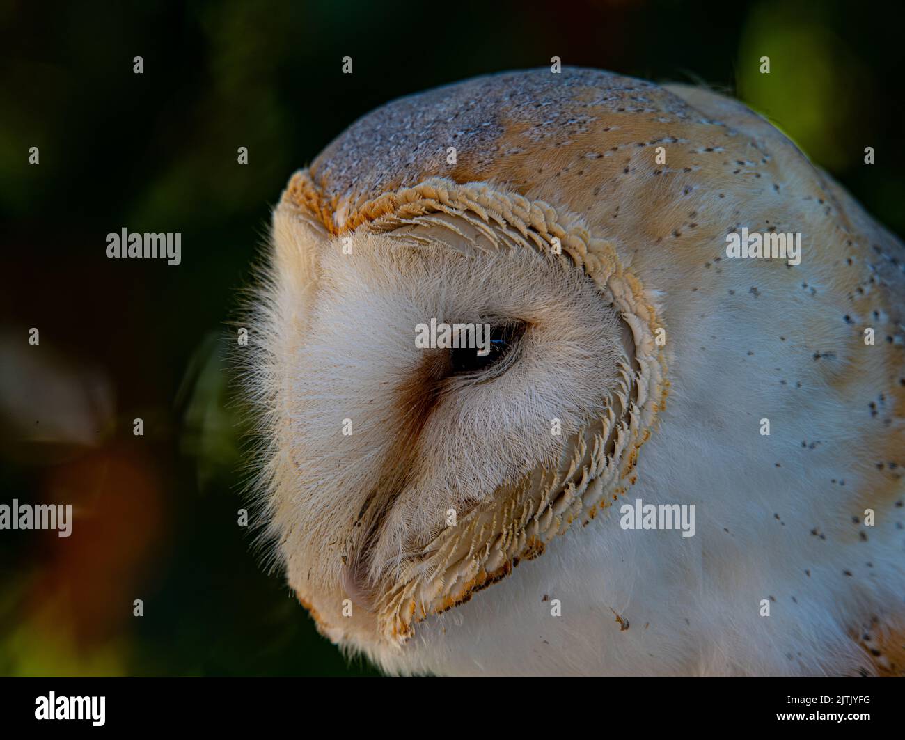 ritratto di capannone di civetta Foto Stock