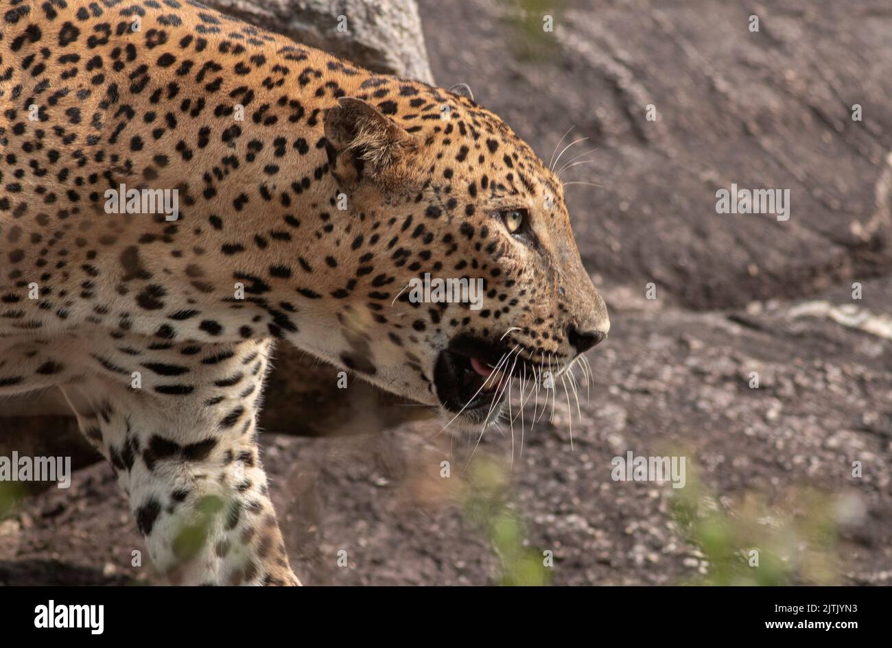 Leopardo; leopardo; sole sul viso leopardo; sole sul leopardo; leopardo al sole; leopardo al sole; spot leopardo; motivo spot leopardo Foto Stock