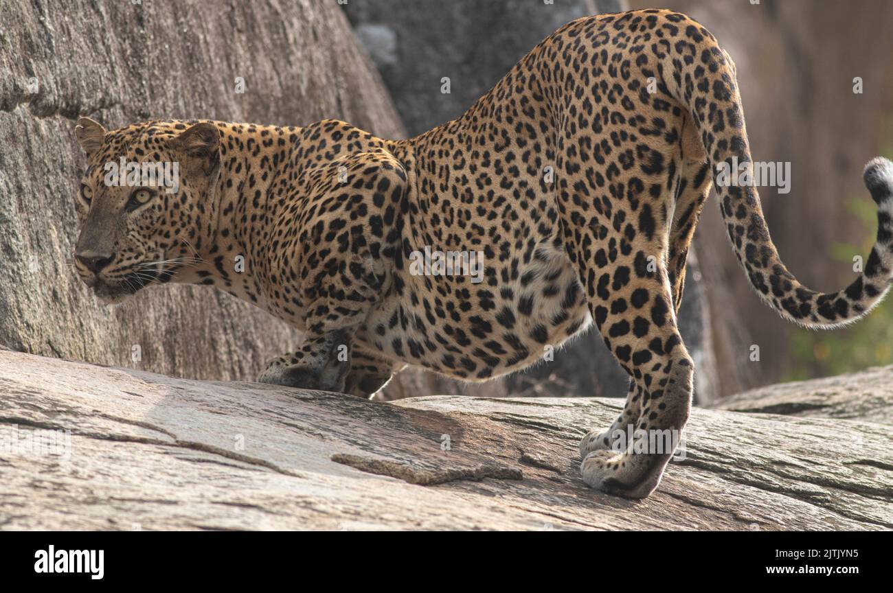 Leopardo; leopardo; sole sul viso leopardo; sole sul leopardo; leopardo al sole; leopardo al sole; spot leopardo; motivo spot leopardo Foto Stock