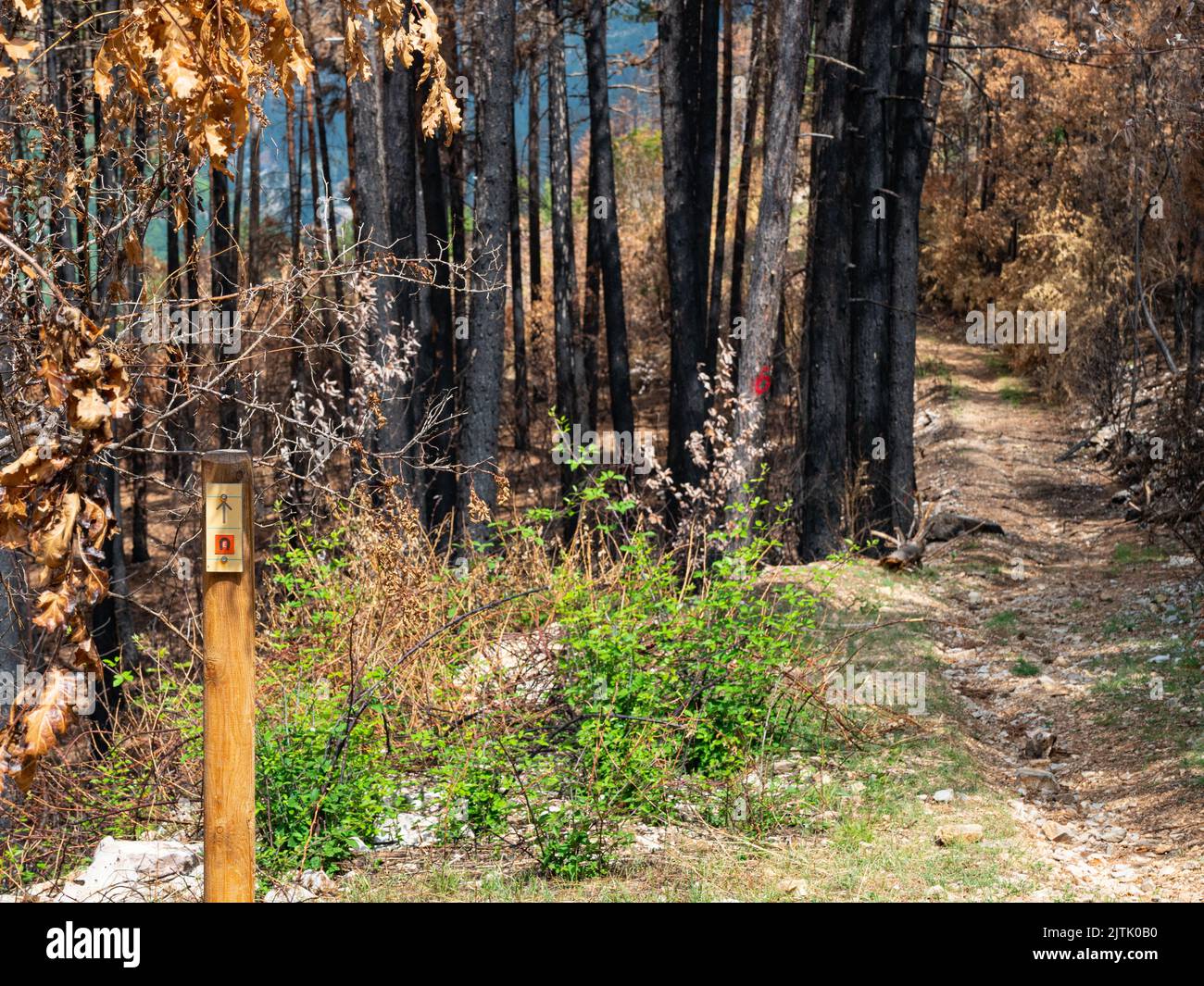 Foresta di fuoco selvaggio Foto Stock