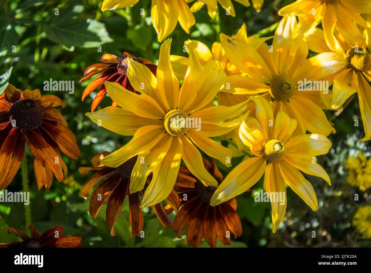 Bella echinacea fiori nel giardino Hôtel de Sens, un giardino formale con villa in stile gotico con timpani e torrette, Parigi, Francia Foto Stock Bella echinacea fiori nel giardino Hôtel de Sens, un giardino formale con villa in stile gotico con timpani e torrette, Parigi, Francia Foto Stock