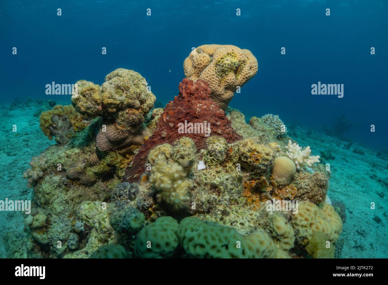 Polpo re di camuffamento nel Mar Rosso, Eilat Israele Foto Stock