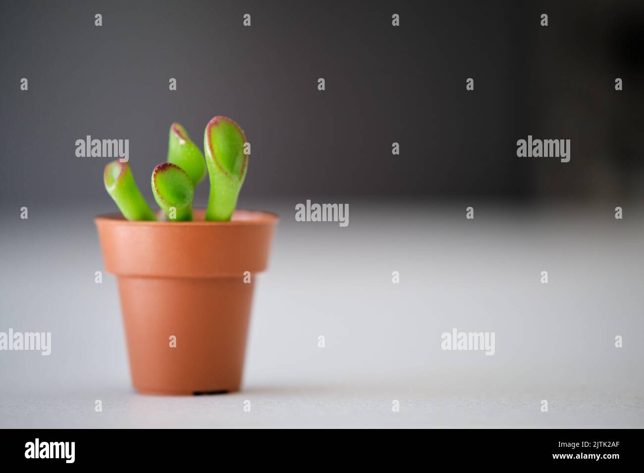 Mini Crassula ovata gollum. Pianta insolita con foglie tubolari a forma di tromba. Foto Stock