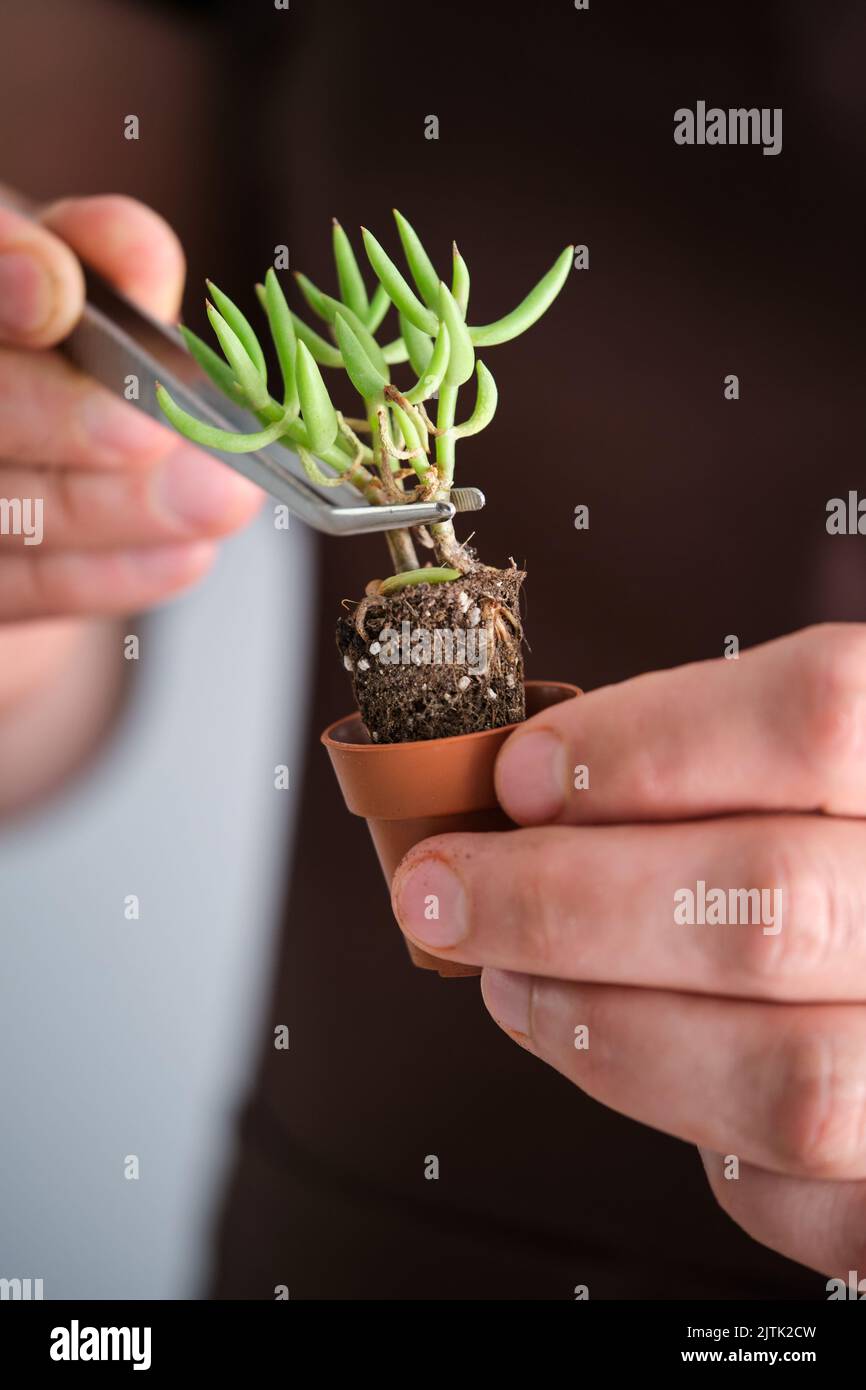 Mani dell'uomo usando le pinzette per repot una pianta succulenta mini. Foto Stock