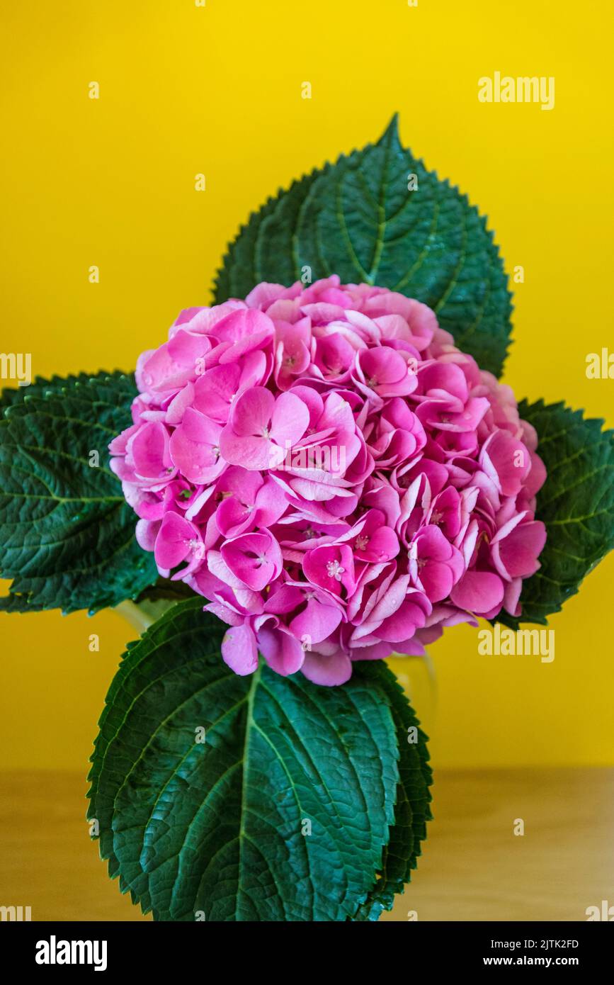 Fiore singolo di ortensia Foto Stock