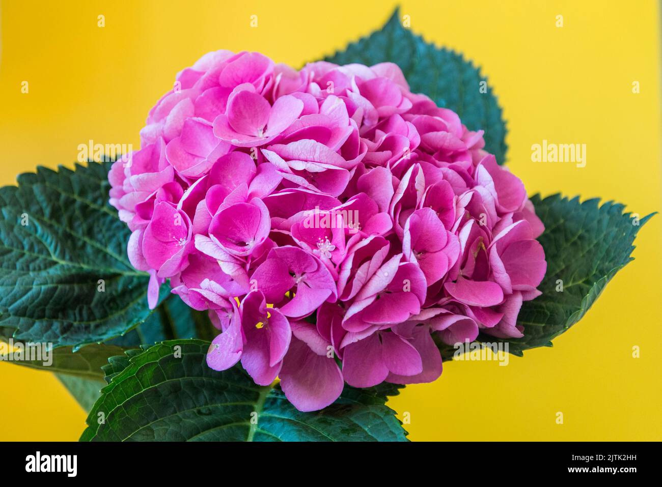 Fiore singolo di ortensia Foto Stock