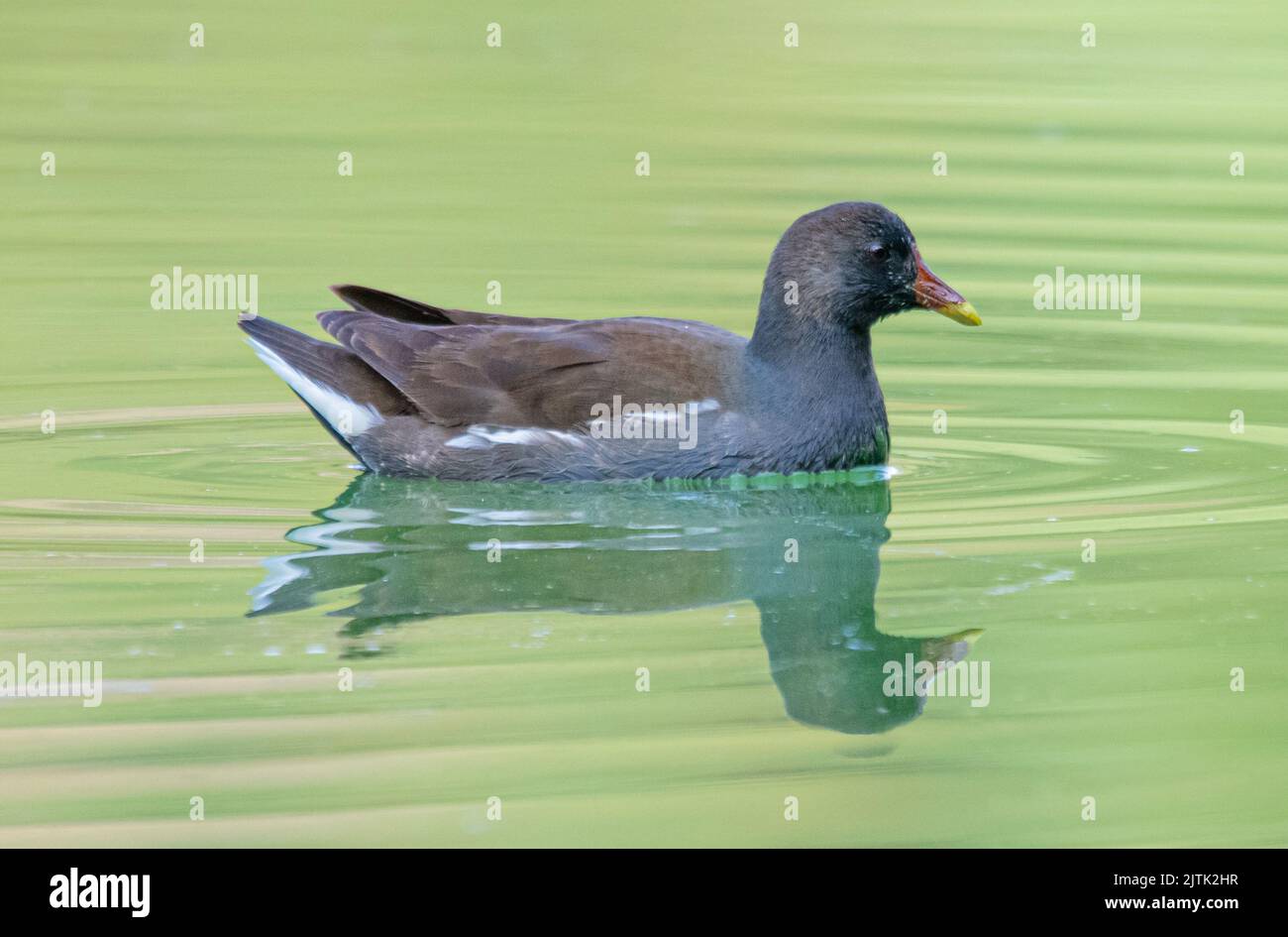 moorhen nuotare in acque torbide Foto Stock