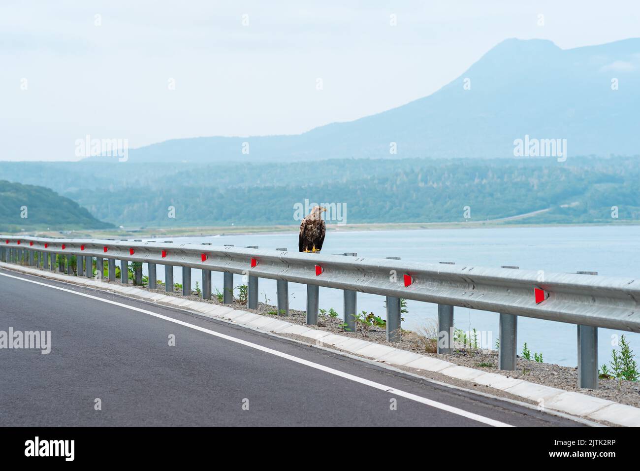 L'aquila di mare grigia si trova su una barriera stradale al limitare di un'autostrada costiera sullo sfondo di una baia nebbiosa, l'isola di Kunashir Foto Stock