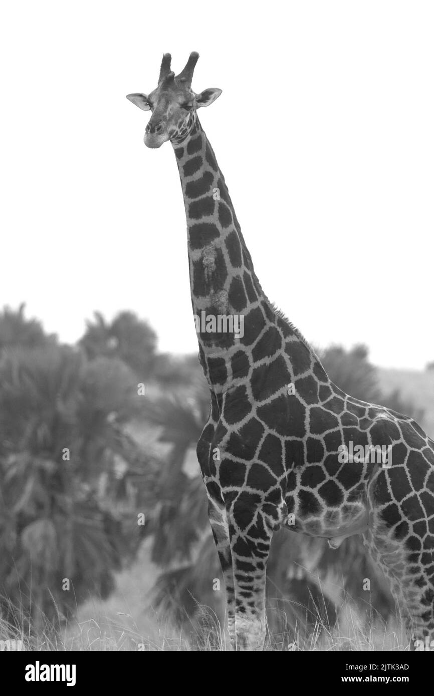 B n w; monocromatico; giraffa in libertà; giraffa in bianco e nero; giraffa nello zoo; giraffa selvatica; giraffa africana; giraffa dalla savana; Foto Stock