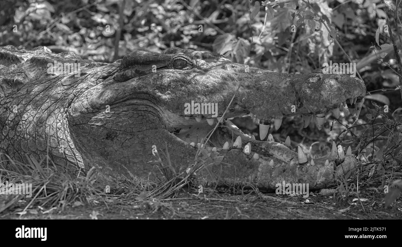 Immagine monocromatica in bianco e nero di un coccodrillo con la bocca aperta che si crogiola al sole mostrando i denti; coccodrillo del Nilo (Crocodylus niloticus) Uganda Foto Stock