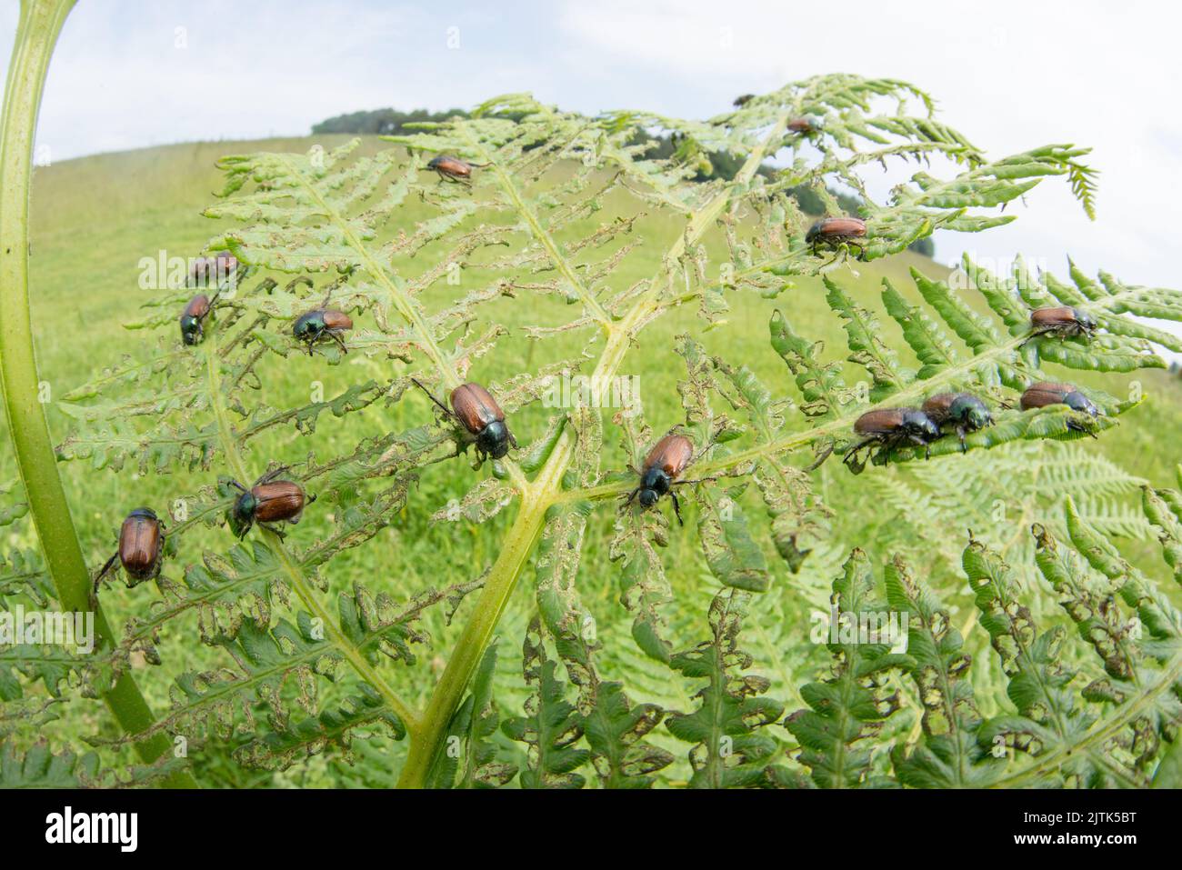 Gli scarabei di Bracken si presentano spesso in grandi quantità, come mostrato qui in questo macro ultra-largo sparato di loro sulla loro pianta ospite. Foto Stock